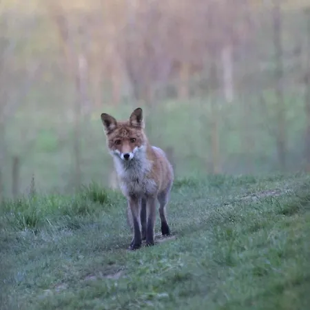 Dur Piepert Semesterbostad