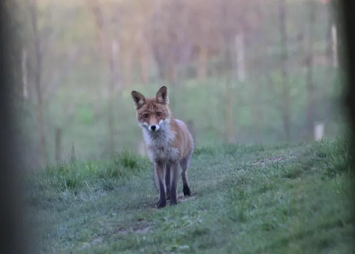 Dur Piepert Дом отдыха